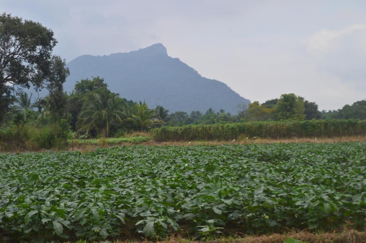 Ridge Boundary View Appartement Dambulla Buitenkant foto